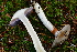  ( - HAY-F-001059)  @11 [ ] by-nc (2023) Christian Schwarz Fungal Diversity Survey