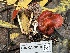  ( - FDS-CA-08128)  @11 [ ] by-nc (2024) Damon Tighe Fungal Diversity Survey