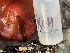  ( - FDS-CA-08128)  @11 [ ] by-nc (2024) Damon Tighe Fungal Diversity Survey