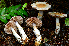  (Cortinarius oregonensis - HAY-F-001063)  @11 [ ] by-nc (2023) Christian Schwarz Fungal Diversity Survey