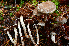  ( - HAY-F-001057)  @11 [ ] by-nc (2023) Christian Schwarz Fungal Diversity Survey