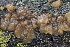  ( - FDS-CA-06539)  @11 [ ] by-nc (2024) Taye Bright Fungal Diversity Survey