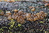  ( - FDS-CA-06539)  @11 [ ] by-nc (2024) Taye Bright Fungal Diversity Survey