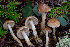  (Hebeloma olympianum - FDS-CA-07414)  @11 [ ] by-nc (2024) Dean Lyons Fungal Diversity Survey