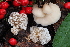  ( - FDS-CA-06549)  @11 [ ] by-nc (2024) Taye Bright Fungal Diversity Survey
