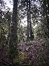  ( - FDS-CA-06555)  @11 [ ] by-nc (2024) Taye Bright Fungal Diversity Survey