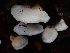  ( - FDS-CA-07111)  @11 [ ] by (2024) Mandy Hackney Fungal Diversity Survey