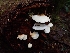  ( - FDS-CA-07111)  @11 [ ] by (2024) Mandy Hackney Fungal Diversity Survey