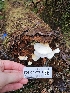 ( - FDS-CA-07111)  @11 [ ] by (2024) Mandy Hackney Fungal Diversity Survey