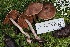  ( - FDS-CA-06555)  @11 [ ] by-nc (2024) Taye Bright Fungal Diversity Survey