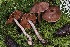  ( - FDS-CA-06555)  @11 [ ] by-nc (2024) Taye Bright Fungal Diversity Survey