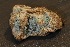  (Penicillium lanosum - FDS-CA-06556)  @11 [ ] by-nc (2024) Taye Bright Fungal Diversity Survey