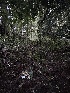  ( - FDS-CA-06557)  @11 [ ] by-nc (2024) Taye Bright Fungal Diversity Survey