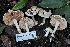  ( - FDS-CA-06557)  @11 [ ] by-nc (2024) Taye Bright Fungal Diversity Survey
