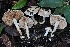 ( - FDS-CA-06557)  @11 [ ] by-nc (2024) Taye Bright Fungal Diversity Survey