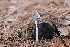  ( - FDS-CA-07571)  @11 [ ] c (2024) Marinna Grijalva Fungal Diversity Survey