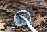  ( - FDS-CA-07571)  @11 [ ] c (2024) Marinna Grijalva Fungal Diversity Survey