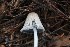  ( - FDS-CA-07571)  @11 [ ] c (2024) Marinna Grijalva Fungal Diversity Survey