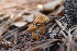  ( - FDS-CA-07570)  @11 [ ] c (2024) Marinna Grijalva Fungal Diversity Survey