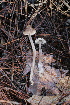  ( - FDS-CA-07569)  @11 [ ] c (2024) Marinna Grijalva Fungal Diversity Survey