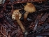  ( - FDS-CA-07113)  @11 [ ] by (2024) Mandy Hackney Fungal Diversity Survey