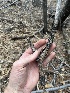  (Diatrype sp. CA03 - FDS-CA-07444)  @11 [ ] by-nc (2024) Dean Lyons Fungal Diversity Survey