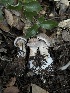  ( - FDS-CA-07438)  @11 [ ] by-nc (2024) Dean Lyons Fungal Diversity Survey