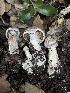  ( - FDS-CA-07438)  @11 [ ] by-nc (2024) Dean Lyons Fungal Diversity Survey