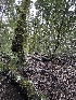  ( - FDS-CA-06569)  @11 [ ] by-nc (2024) Taye Bright Fungal Diversity Survey