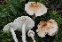  (Lepiota sp. helveola-PNW16 - FDS-CA-06565)  @11 [ ] by-nc (2024) Taye Bright Fungal Diversity Survey