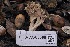  ( - FDS-CA-06569)  @11 [ ] by-nc (2024) Taye Bright Fungal Diversity Survey