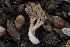  ( - FDS-CA-06569)  @11 [ ] by-nc (2024) Taye Bright Fungal Diversity Survey