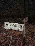  ( - FDS-CA-06660)  @11 [ ] by (2024) Justin Paulin Fungal Diversity Survey