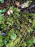  ( - FDS-CA-07431)  @11 [ ] by-nc (2024) Dean Lyons Fungal Diversity Survey