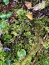  ( - FDS-CA-07431)  @11 [ ] by-nc (2024) Dean Lyons Fungal Diversity Survey