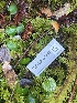  (Phaeocollybia attenuata - FDS-CA-07431)  @11 [ ] by-nc (2024) Dean Lyons Fungal Diversity Survey