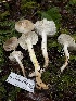  ( - FDS-CA-07428)  @11 [ ] by-nc (2024) Dean Lyons Fungal Diversity Survey