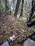  ( - FDS-CA-07428)  @11 [ ] by-nc (2024) Dean Lyons Fungal Diversity Survey
