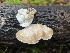  ( - FDS-CA-07419)  @11 [ ] by-nc (2024) Dean Lyons Fungal Diversity Survey