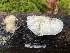  ( - FDS-CA-07419)  @11 [ ] by-nc (2024) Dean Lyons Fungal Diversity Survey
