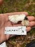  ( - FDS-CA-07419)  @11 [ ] by-nc (2024) Dean Lyons Fungal Diversity Survey