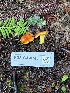  ( - FDS-CA-07484)  @11 [ ] by-nc (2024) Dean Lyons Fungal Diversity Survey
