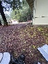  ( - FDS-CA-07484)  @11 [ ] by-nc (2024) Dean Lyons Fungal Diversity Survey