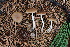  (Psathyrella ellenae - FDS-CA-07553)  @11 [ ] c (2024) Marinna Grijalva Fungal Diversity Survey