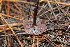  ( - FDS-CA-07556)  @11 [ ] c (2024) Marinna Grijalva Fungal Diversity Survey