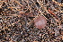  ( - FDS-CA-07556)  @11 [ ] c (2024) Marinna Grijalva Fungal Diversity Survey