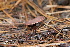  (Gymnopus sp. fuscopurpureus-PNW08 - FDS-CA-07556)  @11 [ ] c (2024) Marinna Grijalva Fungal Diversity Survey