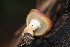  ( - FDS-CA-07557)  @11 [ ] c (2024) Marinna Grijalva Fungal Diversity Survey