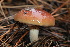 ( - FDS-CA-07557)  @11 [ ] c (2024) Marinna Grijalva Fungal Diversity Survey