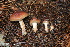  ( - FDS-CA-07557)  @11 [ ] c (2024) Marinna Grijalva Fungal Diversity Survey